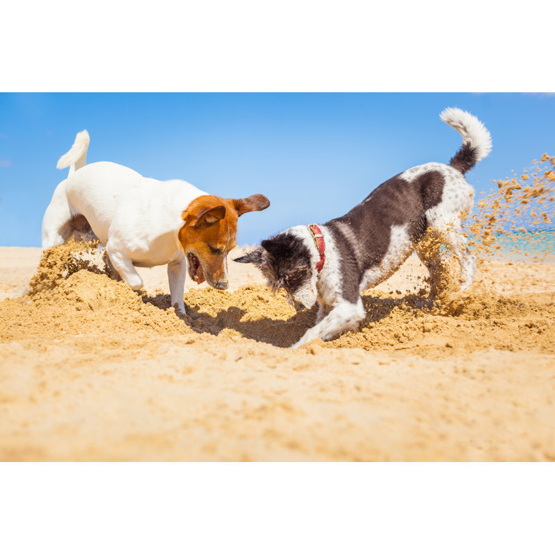 Dogs Digging A Hole At Baech by Damedeeso - Wrapped Canvas Print, 30cm H x 46cm W x 3.8cm D