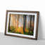 Rays of Light Through an Autumn Forest - Picture Frame Painting Print-55601702-55601703