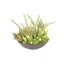 Succulent Mix In Rough Stone Black Bowl