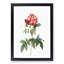 Provins Rose in Pink by Pierre-Joseph Redoute - Picture Frame Painting Print-55602138-55602137