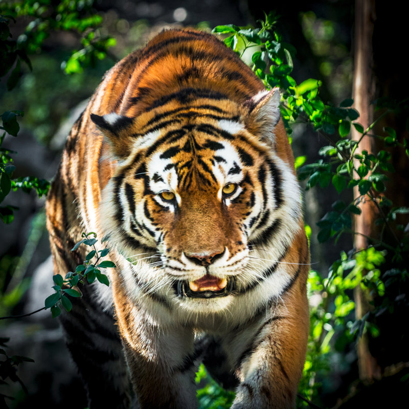 Tiger Portrait by Zocha_K - Wrapped Canvas Print, 76cm H x 76cm W x 3.8cm D