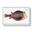 Knitted Trunk-Fish by M.E. Bloch - Wrapped Canvas-55365401
