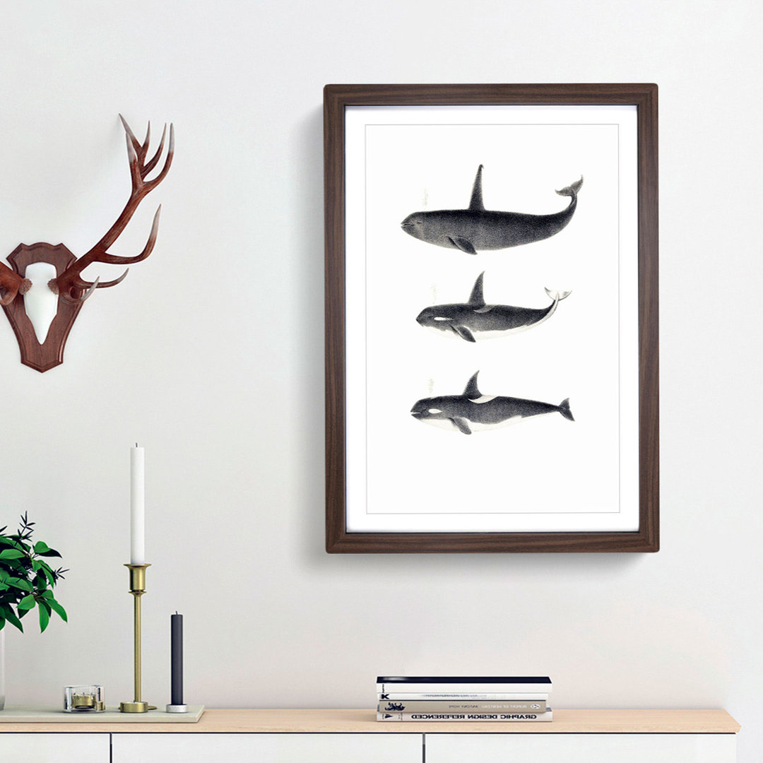 Orca Killer Whales by C.M. Scammon - Framed Print