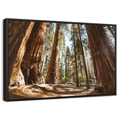 Summer In Sequoia Park