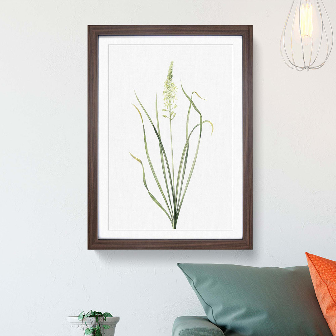 Wild Asparagus Flowers by Pierre-Joseph Redoute - Framed Print