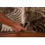 Tapis Gabbeh 5 x 6