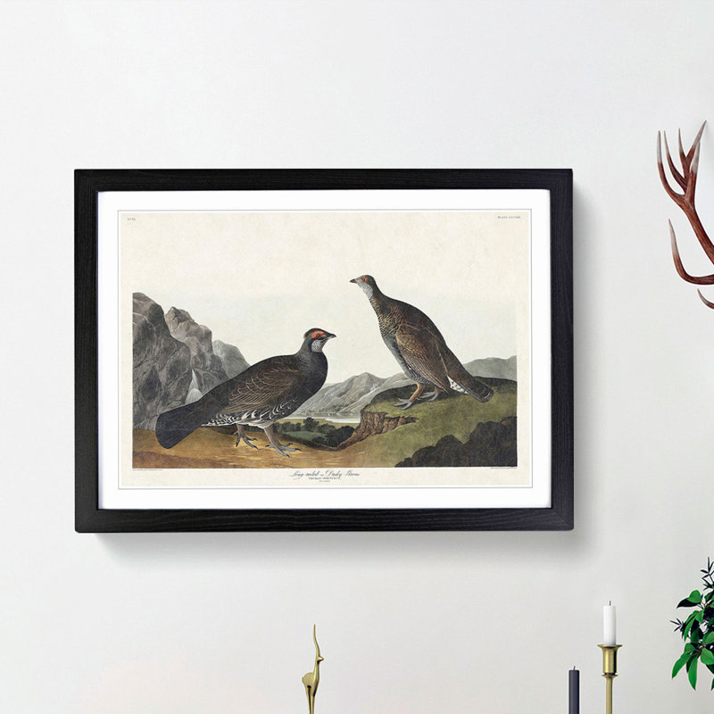 Dusky Grouse by John James Audubon - Picture Frame Painting Print, Black Framed, 36cm H x 48cm W x 2cm D