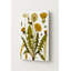 Assiette botanique en métal représentant un pissenlit (Taraxacum officinale) — Portrait-388146337