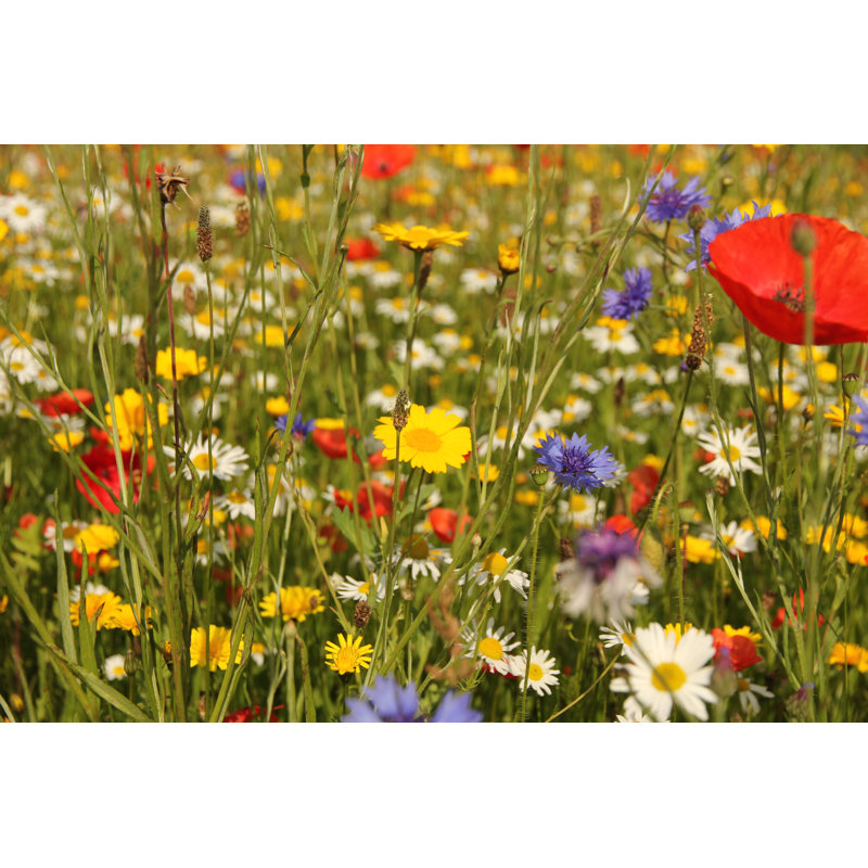 Wild Flowers In Meadow - Wrapped Canvas Print, 61cm H x 91cm W