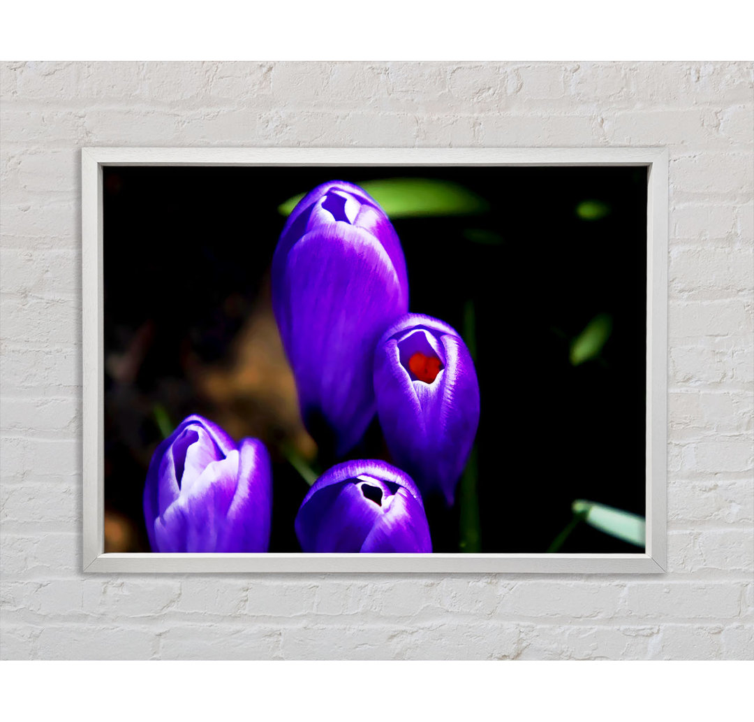 Purple Crocus Delight - Einzelner Bilderrahmen Kunstdrucke auf Leinwand