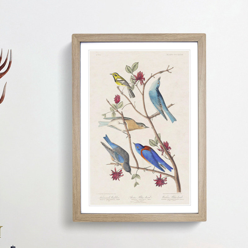 Warbler Bird & Blue-Birds by John Audubon - Picture Frame Painting Print, 36cm H x 27cm W x 2cm D, Oak Framed