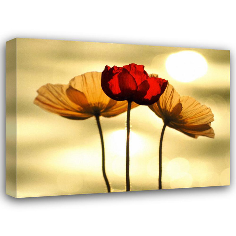 Coquelicots islandais, H 14 po x l 18 po