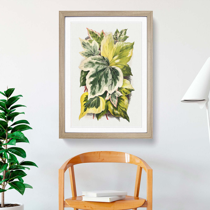 Various Ivy Leaves by Shirley Hibberd - Picture Frame Painting Print, 76cm H x 50cm W x 2cm D, Oak