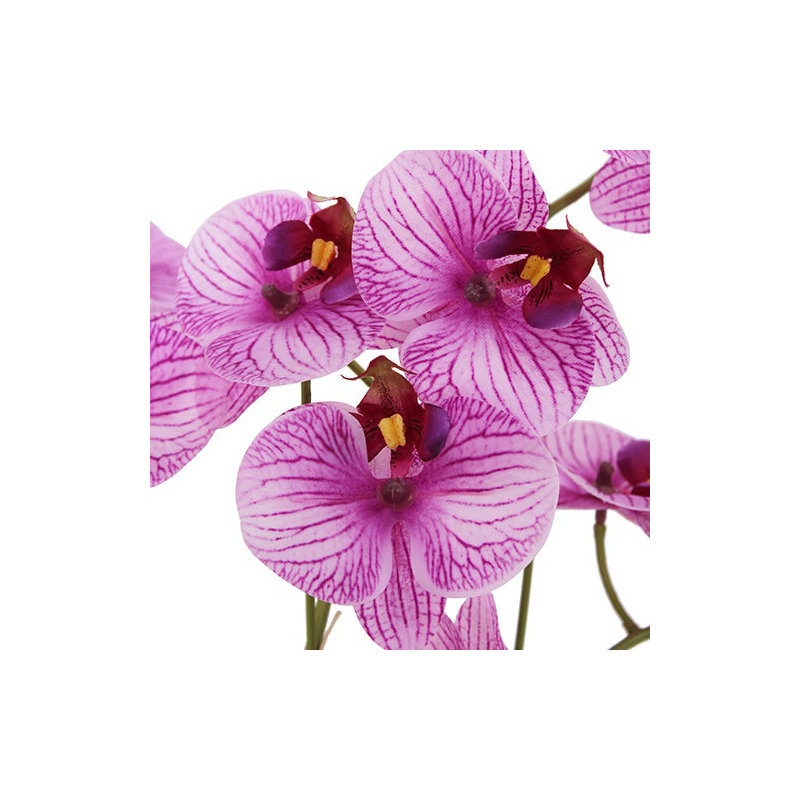 23" Phale Orchid