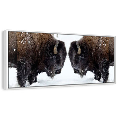 Bison Clash