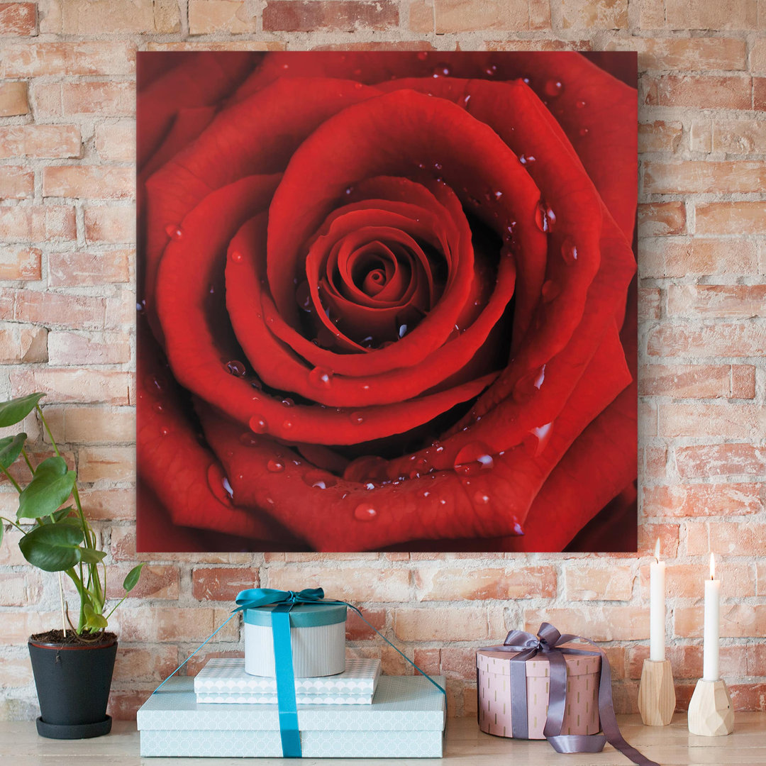 Leinwandbild Rote Rose mit Wassertropfen