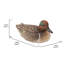 GRAND MALLARD AVEC UNE AILE VERTE