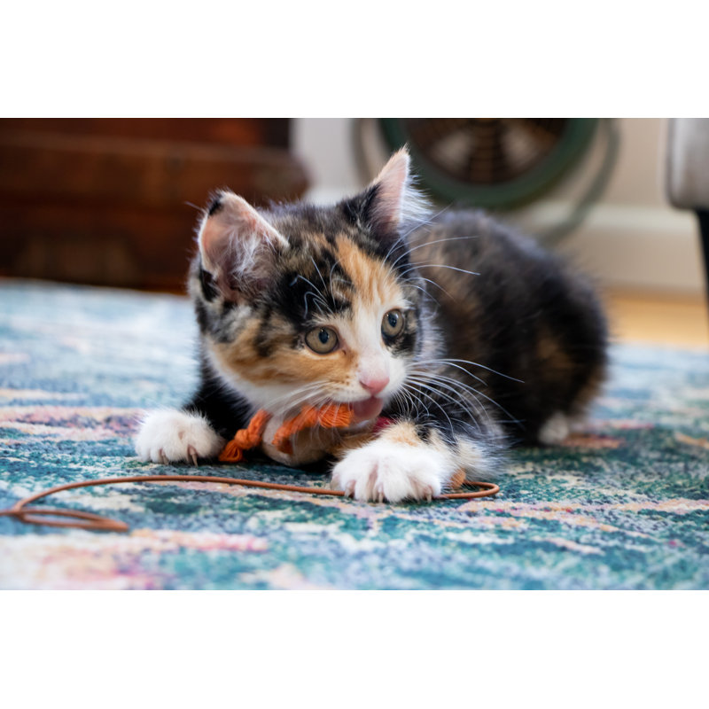 Chaton mordant - photographie sur toile tendue, H 12 po x l 18 po