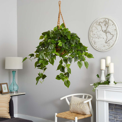 Philodendron Hanging Basket UV Resistant