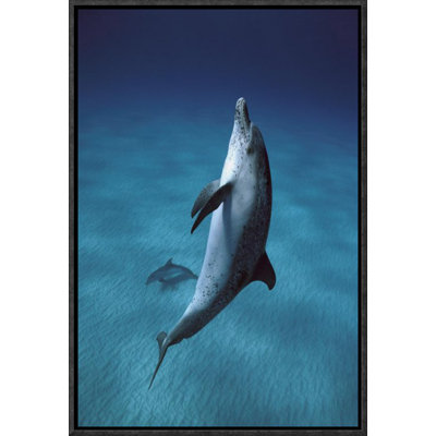" Atlantic Spotted Dolphin Pair Swimming Underwater, Little Bahama Bank, Bahamas, Caribbean "
