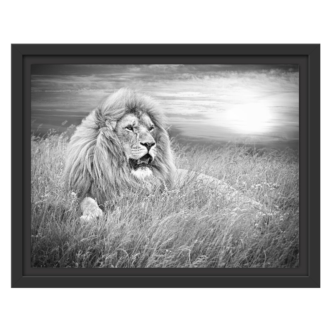 Gerahmtes Wandbild mächtiger Löwe Kunst B&W