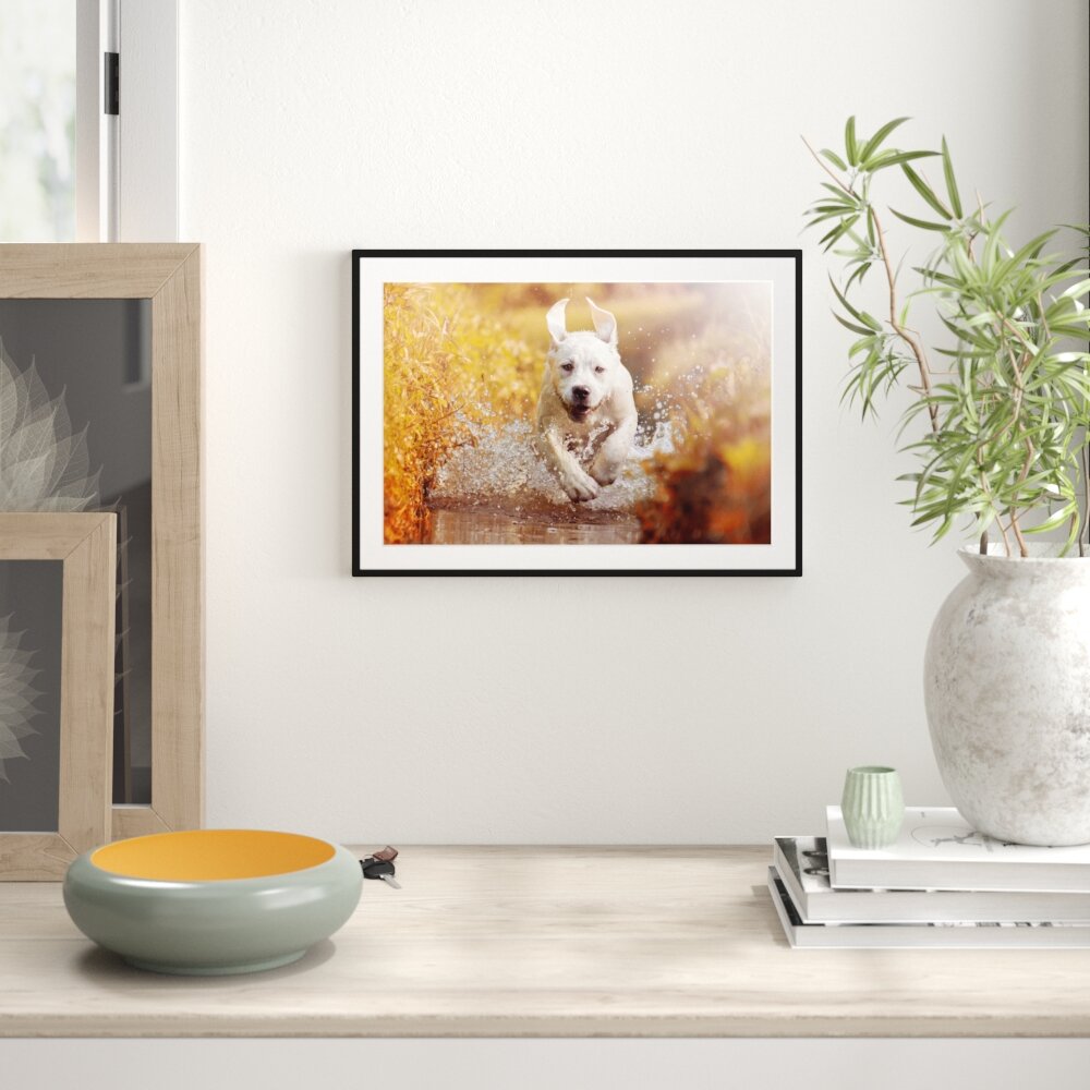 Gerahmtes Poster Labrador-Welpe im Wasser