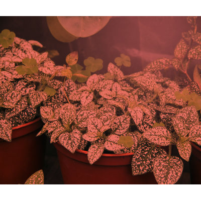 MiracleLED Grow Starter Spectrum Hydroponic Grow Light