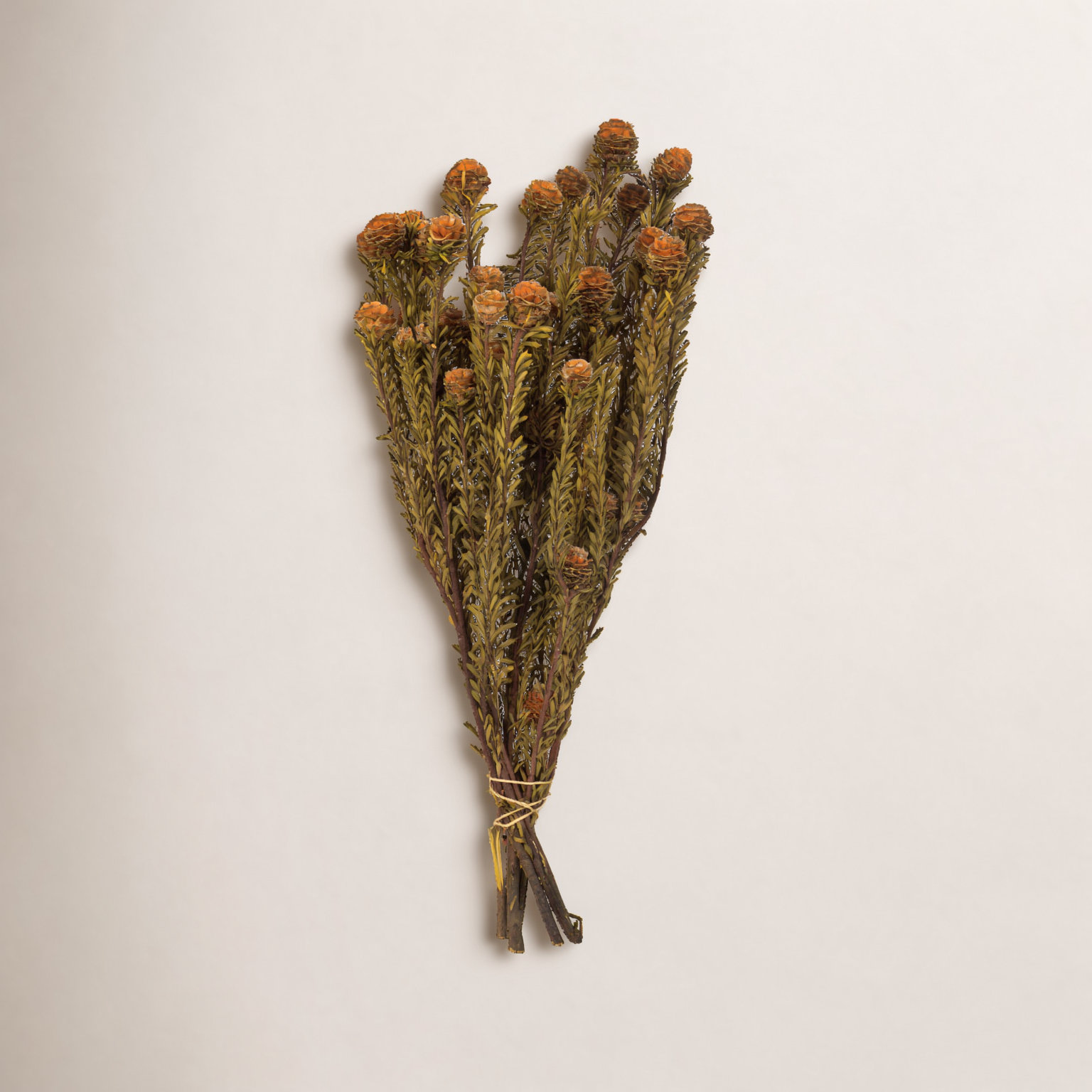 Preserved Tortum Stems, Autumn