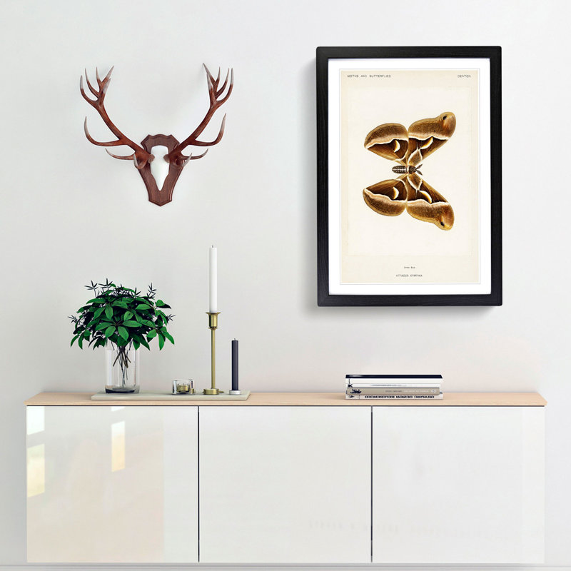 Ailanthus Silk-moth by S.F. Denton - Single Picture Frame Painting, 33cm H x 24cm W x 2cm D, Black Framed