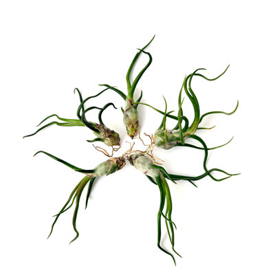 Air Plant Bulbosa 2"-3"