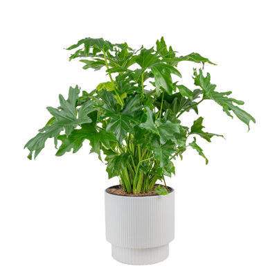 Costa Farms Philodendron Selloum Indoor House Plant in 9.25-inch Decor Pot