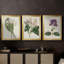 Antique Botanical Collection IV - Toile tendue avec châssis sur mesure - 3 pièces-729214980-729214981