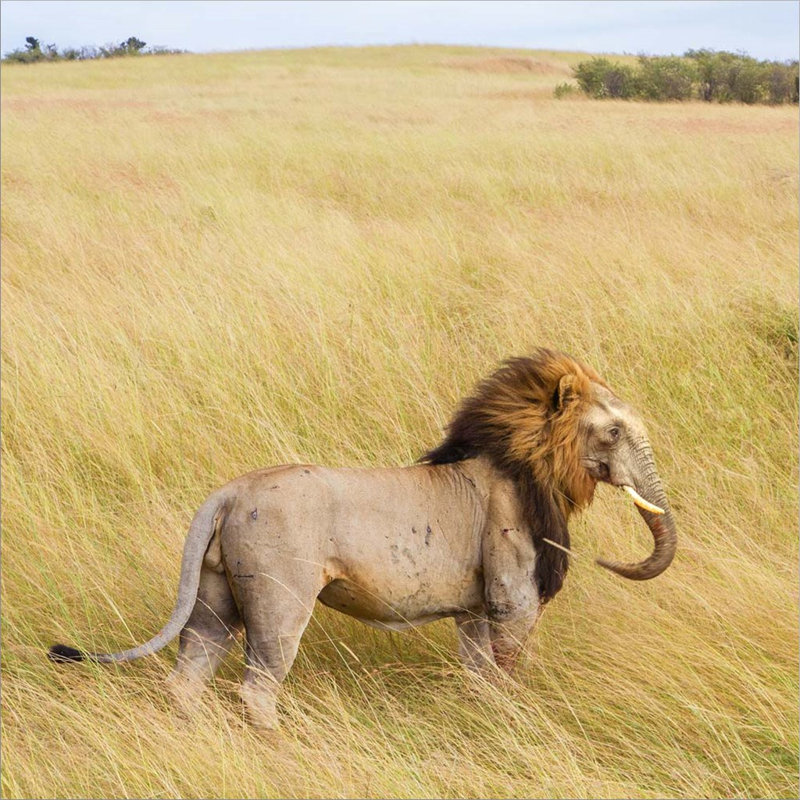 Lionphant par Pixelmated Animals - impression encadrée