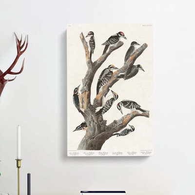 Woodpeckers by John Audubon - Wrapped Canvas
