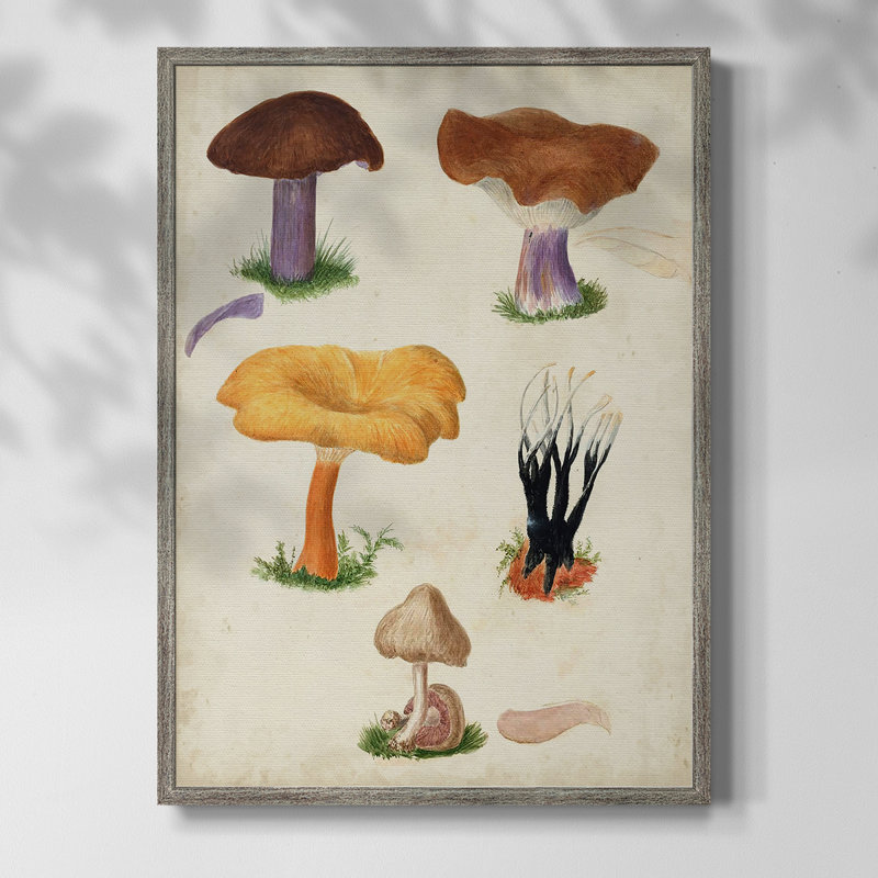Reproduction encadrée Mushroom Species VII - bois massif, 21" H x 17" W