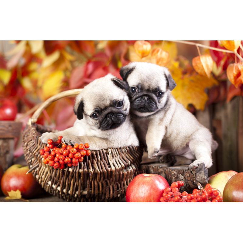 Pug Puppy - Wrapped Canvas Print, 51cm H x 76cm W x 3.8cm D