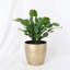 Live Holiday Cactus Plant in Gold Pot