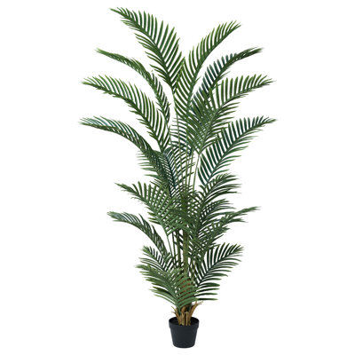 Adcock Palm Tree in Pot