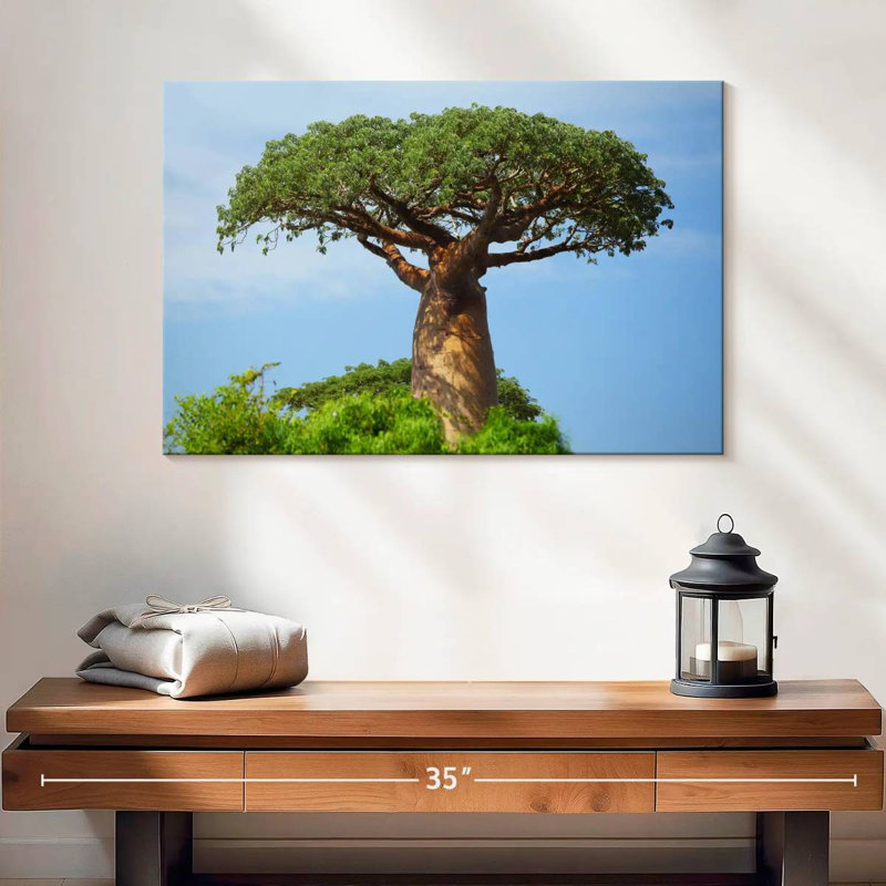 Baobab africain, H 16 po x l 24 po