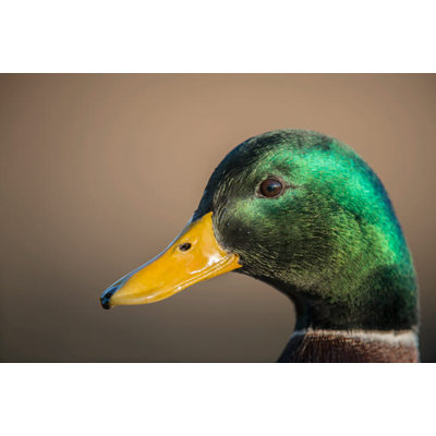 Posterazzi The Mallard Is A Dabbling Duck That Breeds Throughout The Temperate And Subtropical Americas Eurasia And North Africa Poster by Richard Wright - Unframed Photograph