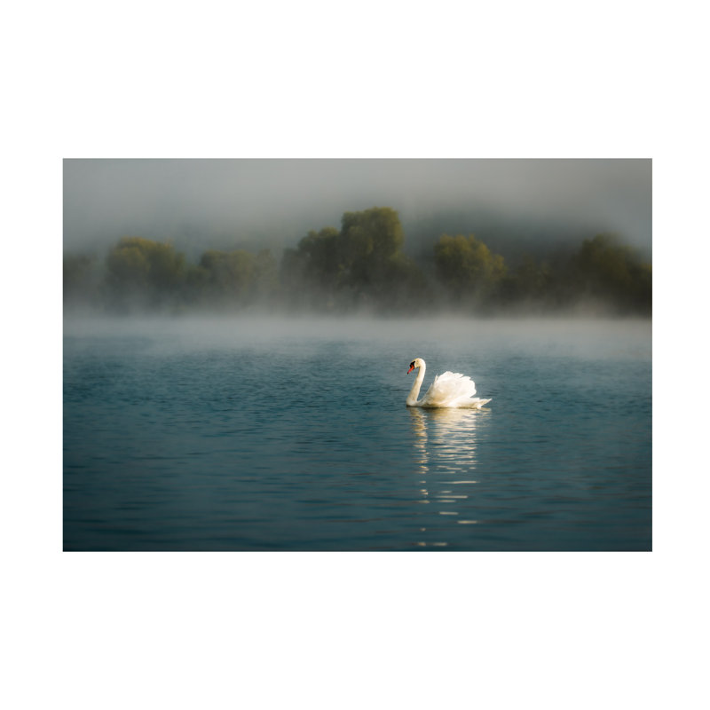 Art sur toile «ologic bolus »,« Boris Hristov Swan », H 16 po x l 24 po