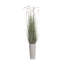 81 po plante
