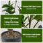 Plant-1491015265