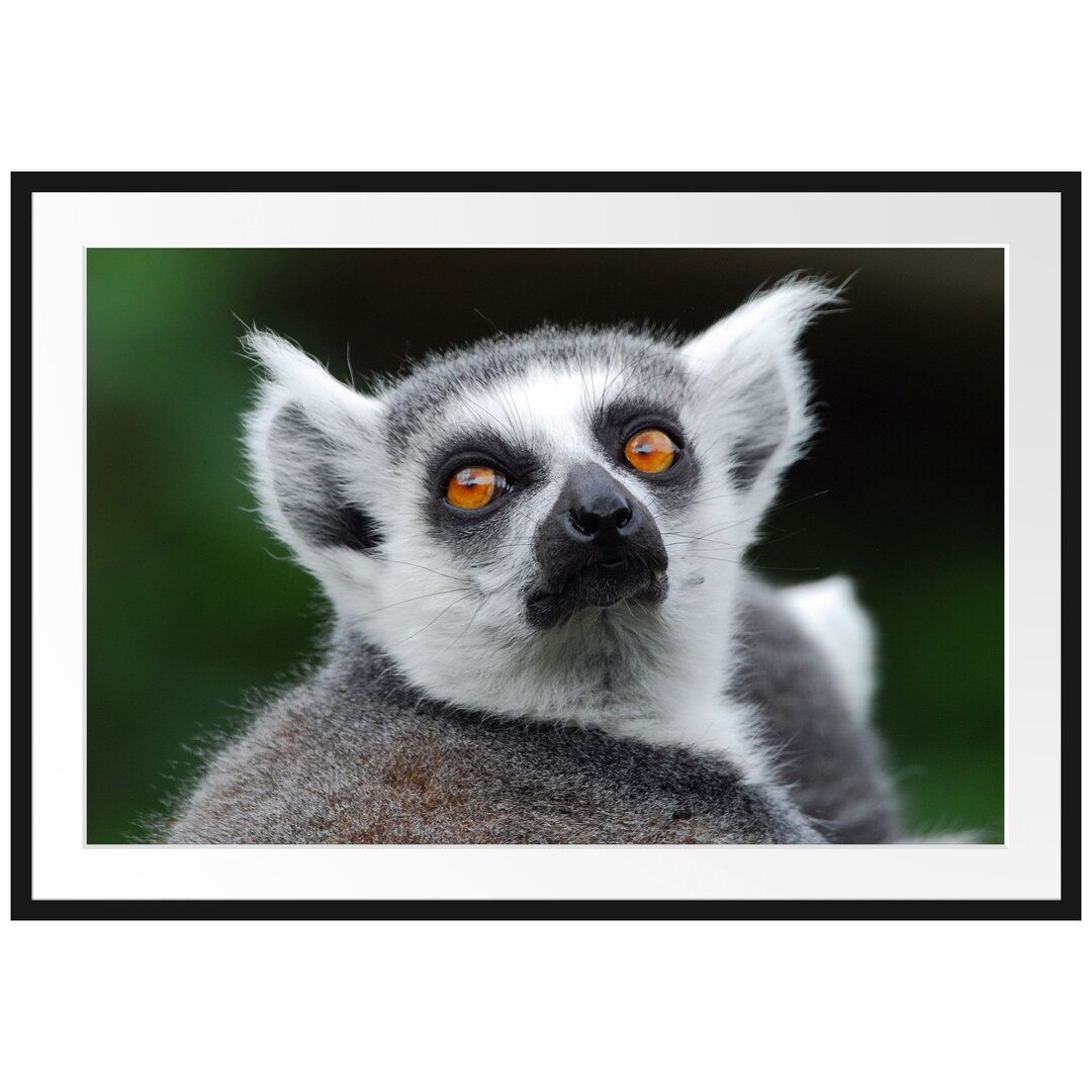 Lemur, der nach oben schaut Gerahmter Fotokunstdruck Poster