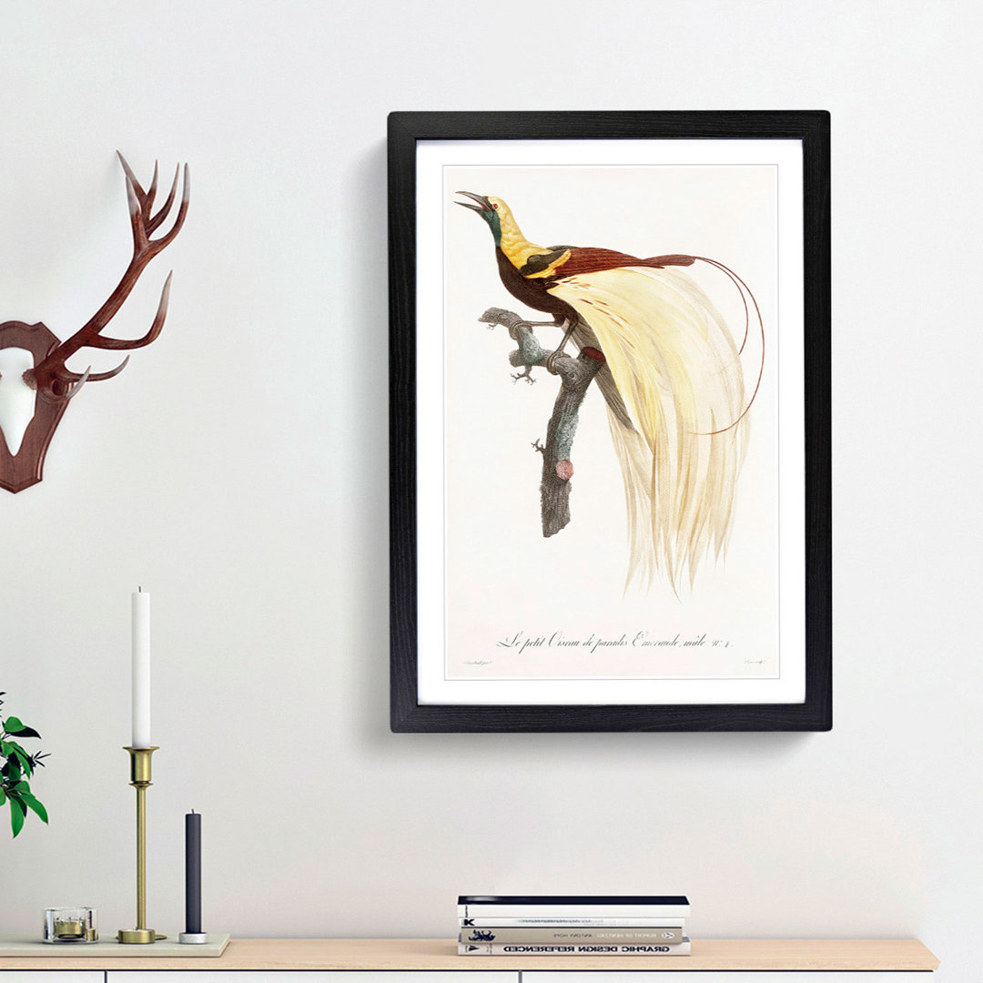 An Emperor Bird Of Paradise by Jacques Barraband Framed Print