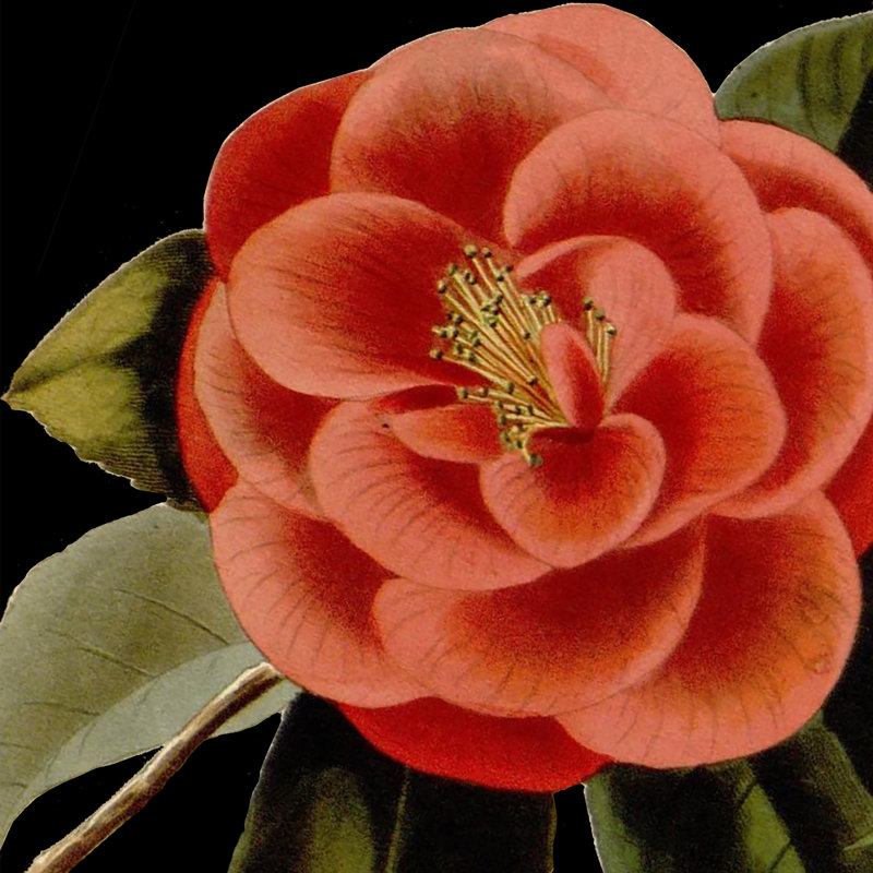 Dramatic Camellia III by Vision Studio - Wrapped Canvas Painting, 51cm H x 51cm W x 3.8cm D