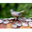 Song Bird Salad Bowl