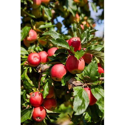 «Ripe Apples» par Thomfoto - Photographie sur toile tendue