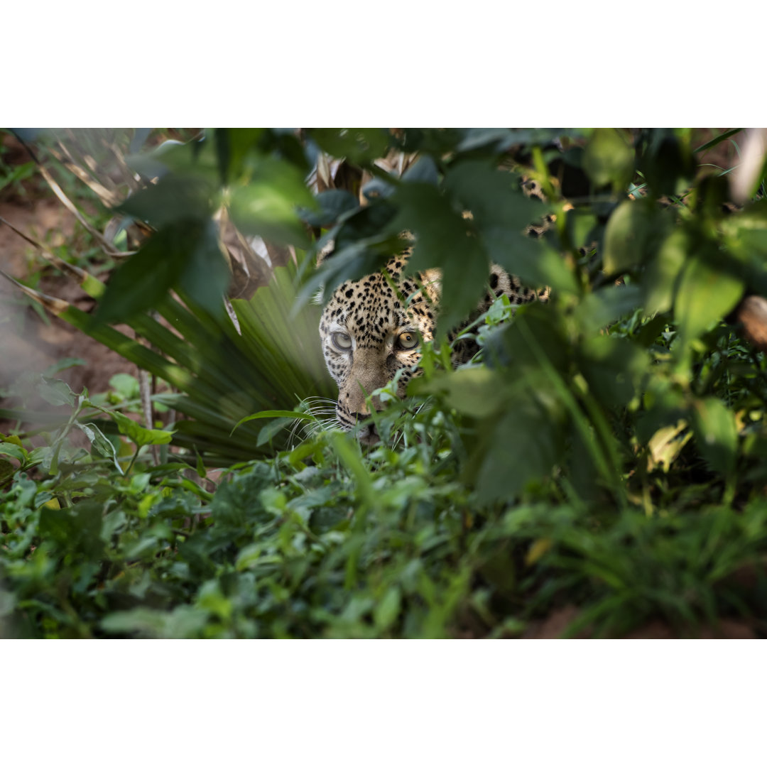 Afrikanischer Leopard (Panthera Pardus Pardus) Versteckt im Busch von Guenterguni - Druck auf Leinwand ohne Rahmen