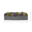 Sedum multicolore en pot de fleurs noir-269863766-311763917-316755558